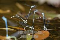 Azure Damselfly , Coenagrion puella , oviposition stock photo