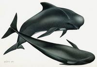 Globicephala macrorhynchus, Short-finned pilot whale