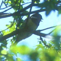 Yellow-bellied Tit