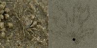 Crab
