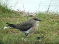 Oriental Pratincole (Glareola maldivarum)