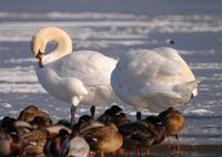 Mute Swan Cygnus olor 혹고니