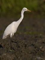 Intermediate Egret