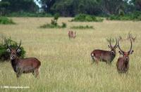 Waterbucks