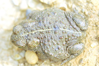 : Bufo calamita; Natterjack Toad