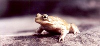 : Bufo olivaceus; Olive Toad