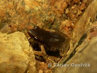: Cardioglossa leucomystax