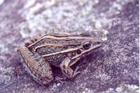 : Leptodactylus jolyi
