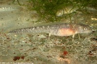 : Neurergus kaiseri; Emperor Newt