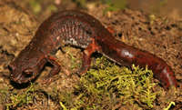 : Pseudoeurycea sp.