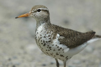 : Actitis macularia; Spotted Sandpiper