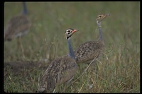 : Eupodotis senegalensis ssp. canicollis; White-bellied Bustard