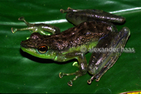 : Staurois natator; Rock Frog