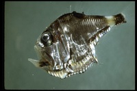 : Argyropelecus sp.; Hatchetfish