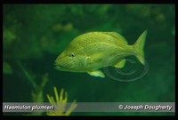 : Haemulon plumieri; French Grunt