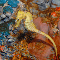 : Hippocampus reidi; Longsnout Seahorse