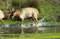 : Cervus elaphus nannodes; Tule Elk