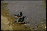 : Spreo superbus; Suberb Starling