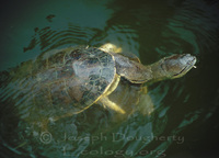 : Hydromedusa tectifera; Argentine Snake-necked Turtle