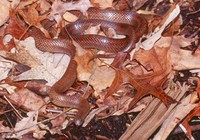 : Lampropeltis calligaster rhombomaculata; Mole Kingsnake