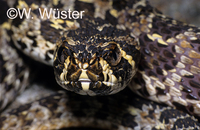 : Proatheris superciliaris; Swamp Viper