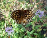 : Speyeria callippe juba