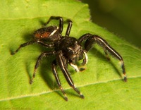 : Phidippus clarus; Jumping Spider (male)