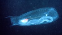 : Thetys vagina; Salp, Solitary Phase