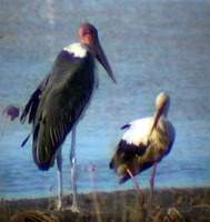 Marabou & White Stork - Leptoptilos crumeniferus and Ciconia ciconia - Do