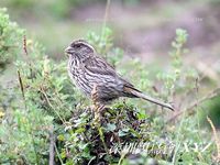 Carpodacus thura White-browed Rosefinch 白眉朱雀 123-077