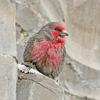 Red-breasted Rosefinch