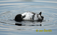 Photo of polák chocholačka Aythya fuligula Tufted Duck Reiherente