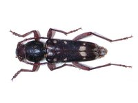 Xylotrechus namanganensis