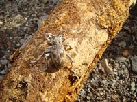 Lepromoris gibba