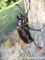 Megasoma mars