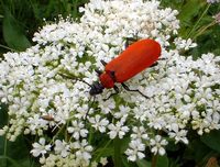 Pyrochroa coccinea - Cardinal Beetle