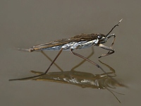 Gerris gibbifer