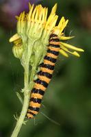 Tyria jacobaeae - The Cinnabar