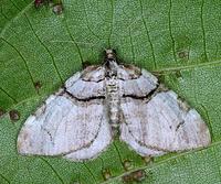 Anticlea derivata - The Streamer