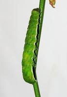 Phlogophora meticulosa - Angle Shades
