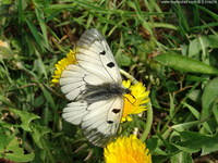 Parnassius mnemosyne - Clouded Apollo