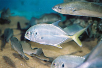 Caranx hippos, Crevalle jack: fisheries, gamefish, aquarium