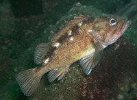 Sebastes capensis, False jacopever: fisheries