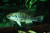 Alcolapia grahami, : fisheries, aquarium