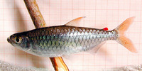 Micralestes comoensis, :
