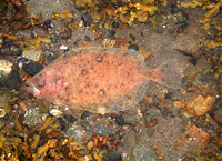 Hippoglossoides platessoides, American plaice: fisheries