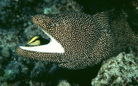 Gymnothorax meleagris, Turkey moray: fisheries, aquarium