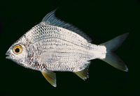 Gerres erythrourus, Deep-bodied mojarra: fisheries