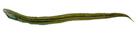 Pseudophichthys splendens, Purplemouthed conger: