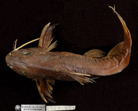 Synodontis levequei, :